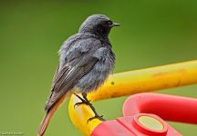 Hausrotschwanz Garten FKB 2